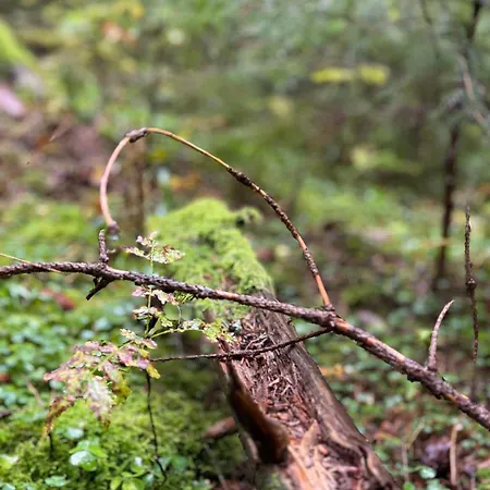 Erzgebirgsglueck Eg شقة